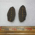 Mazon Creek Fern Fossil #9-034