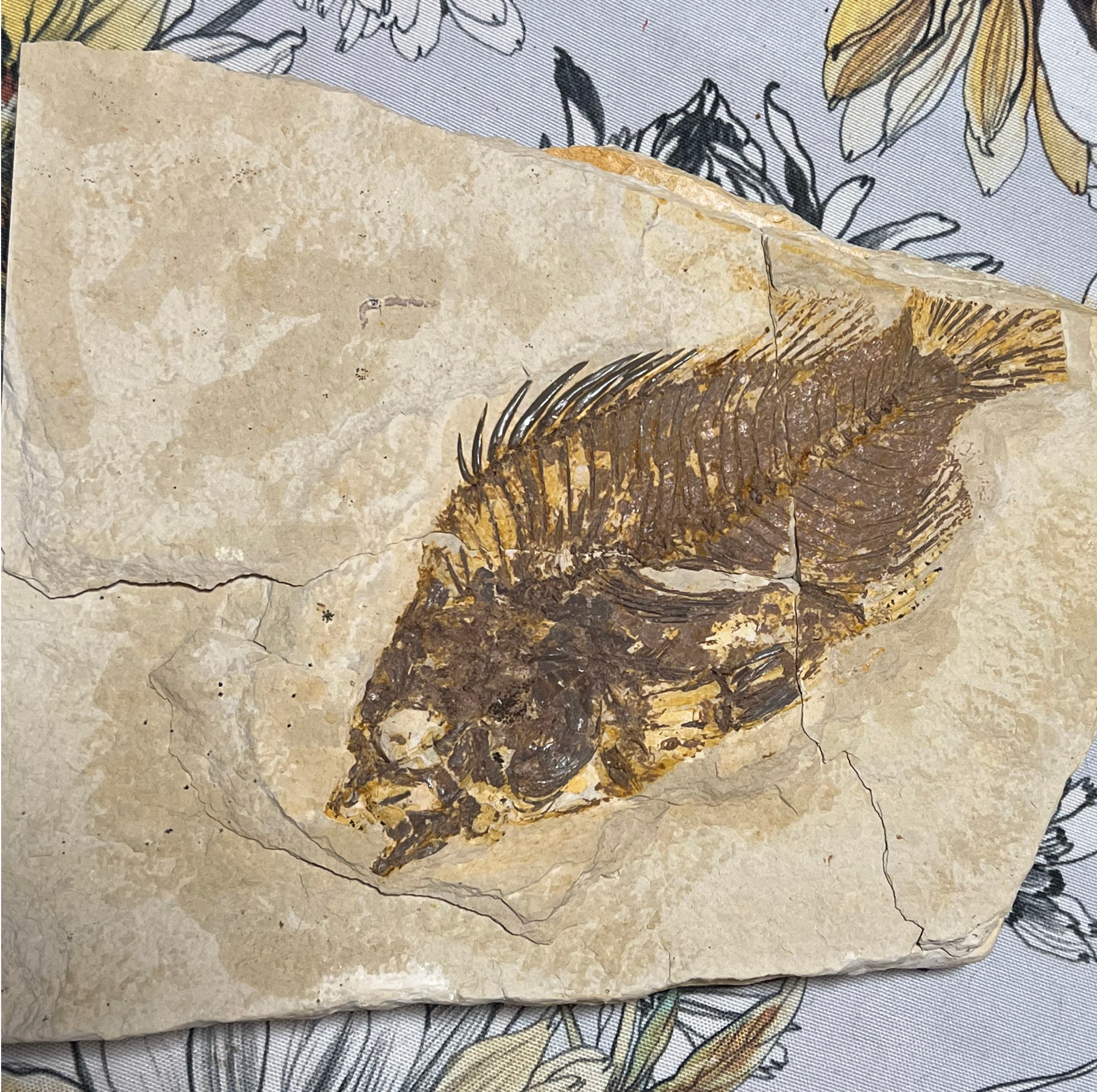 Priscacara serrata fossil  #002
