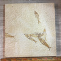 Knightia mortality plate #4-010