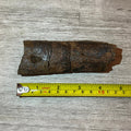 Triceratops rib section 5" #5-003