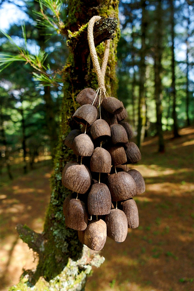 Seed Shaker | Handmade Salin Water Bellwood Seed Shell Hand Bell – Natural Rainforest Decor