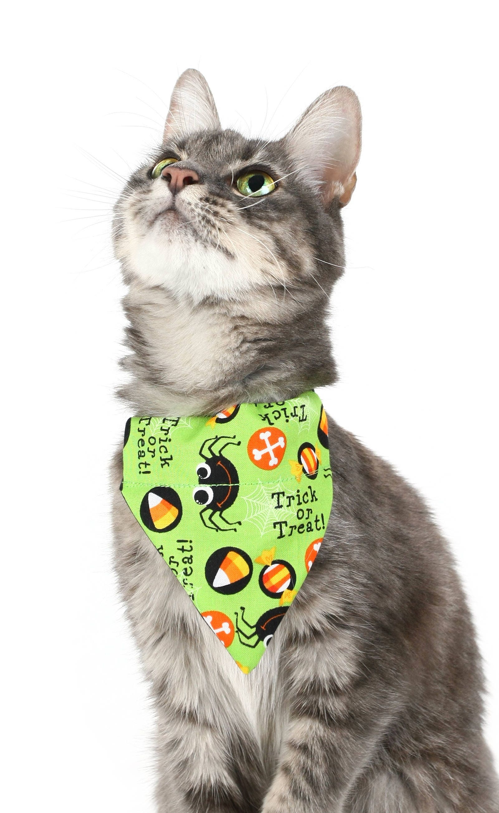 Trick Or Treat Spiders Pet Scarf-0
